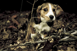 Bailey in underbrush
