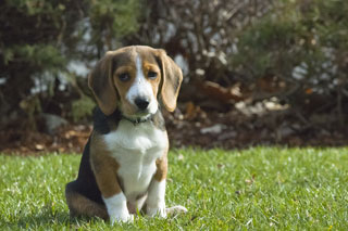 Bailey sitting in the grass