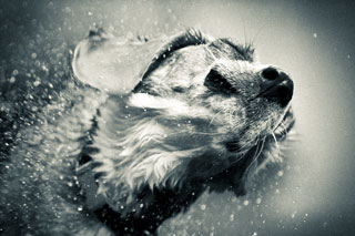 Bailey shaking off water