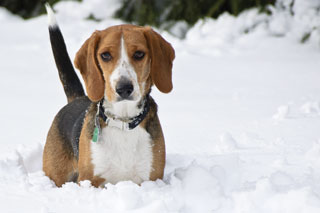 Bailey in snow