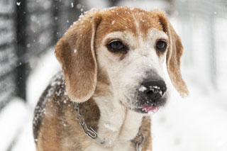 Bailey under falling snow