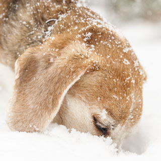 Bailey searching snow
