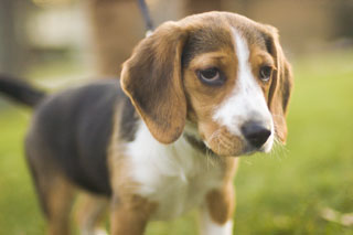 A young Bailey out for a walk