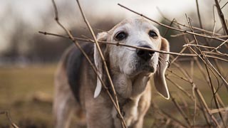 Bailey exploring the river