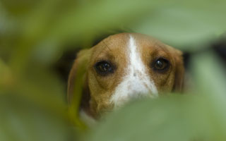 Bailey in a bush